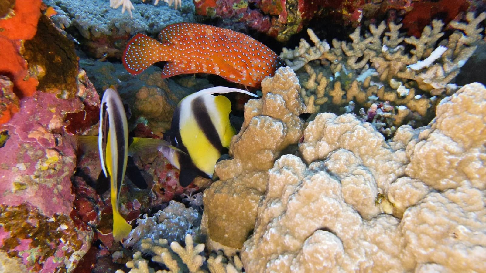 Deux poissons rayés de jaune, noir et blanc dans un récif coloré